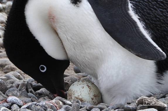 Pinguim adelie examina um de seus ovos na praia de Brown Bluff, na Antártida